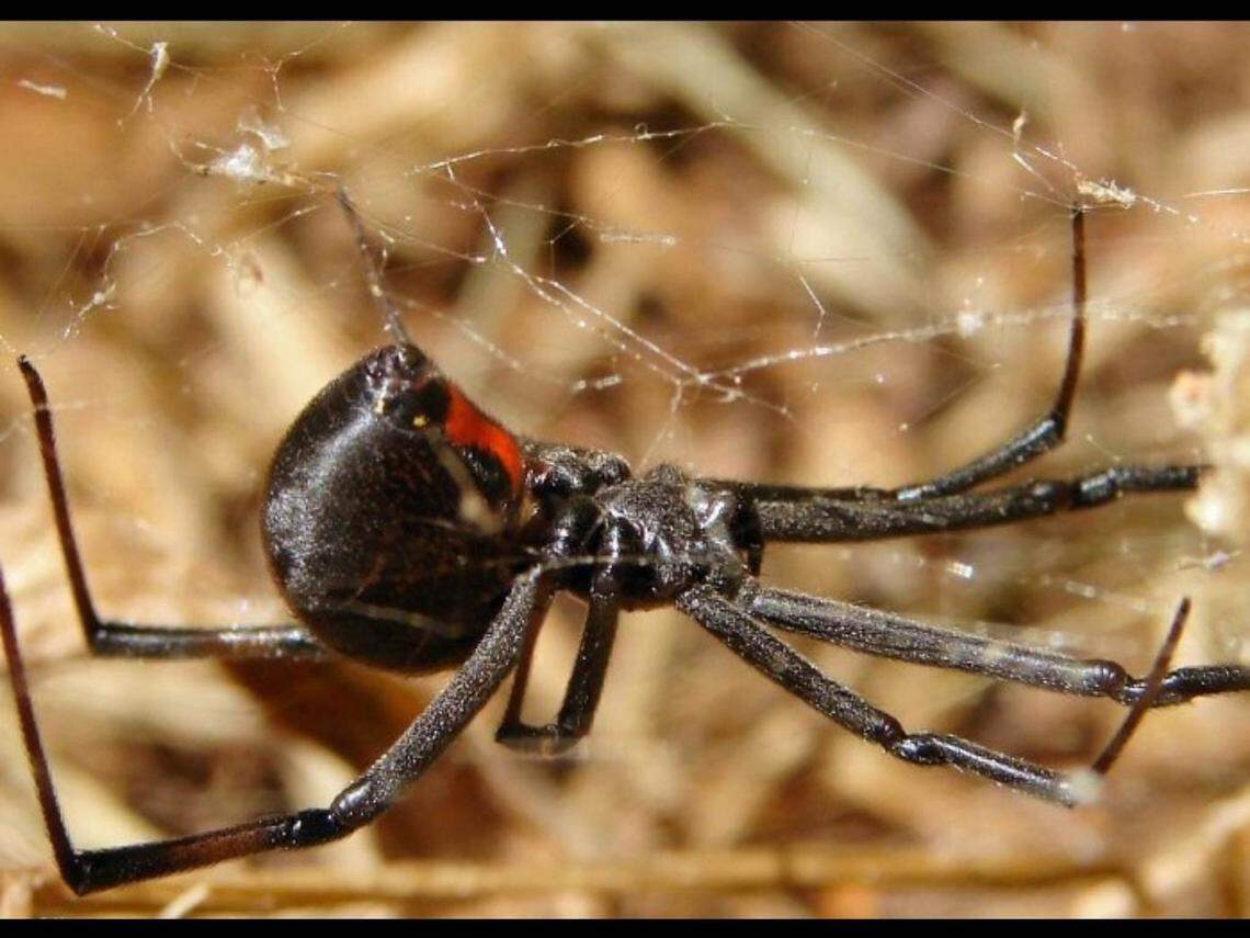Black widows avoid humans, building their webs in tight spaces close to the ground. But when the widow bites, especially the female, its venom is far more powerful than a rattlesnake’s juice.