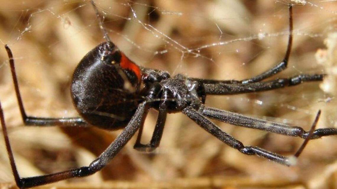 NC is home to lots of creepy spiders, but only 2 that can harm you. How to spot them.
