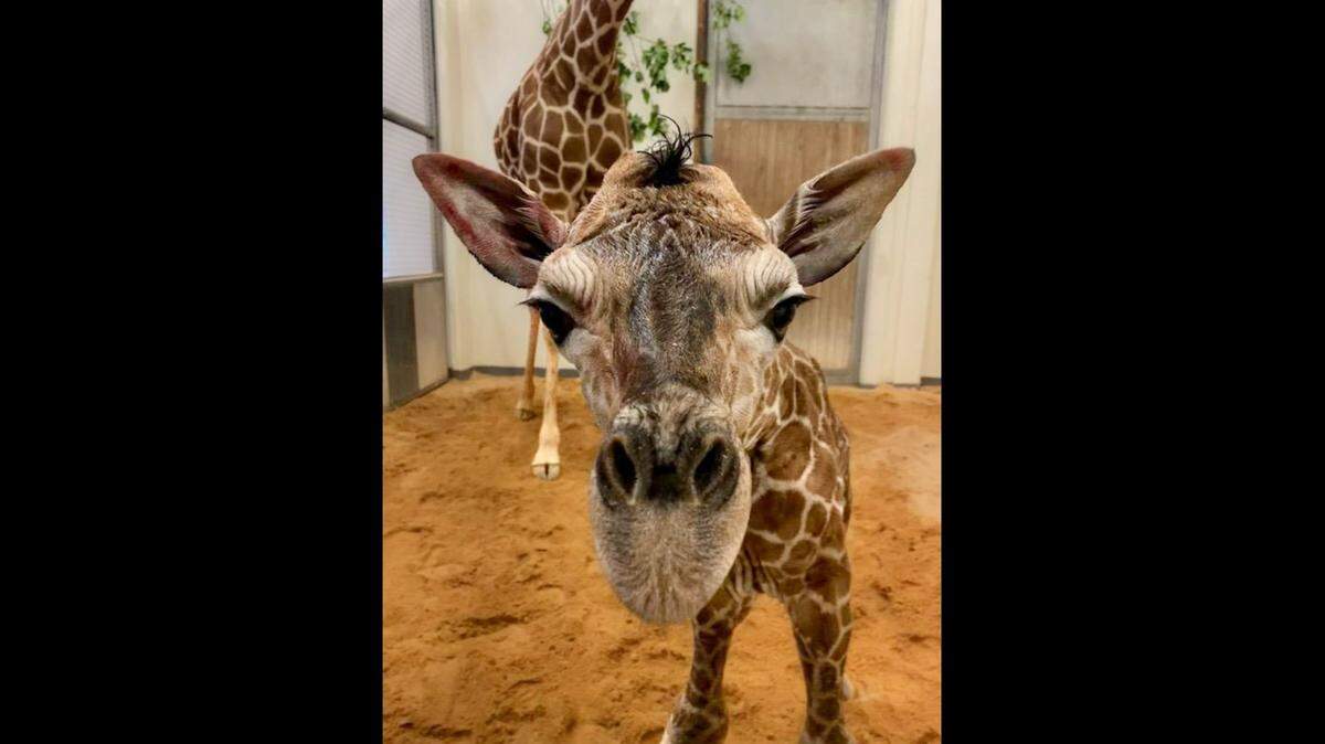 The North Carolina Zoo’s 13-year-old giraffe Leia gave birth to her calf — already about six feet tall — on Saturday, May 20, 2023.