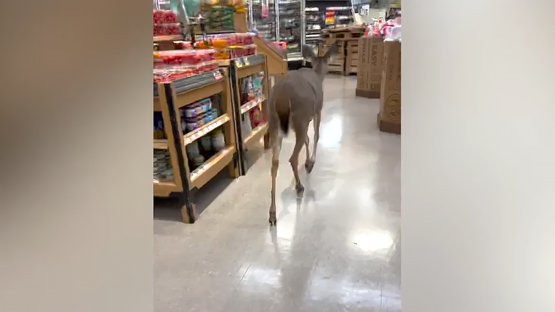 A deer that wandered into a Food Lion on Falls River Avenue in Raleigh, NC is escorted by Raleigh firefighters Collin Earl and Scott Simon as it moseys back to the parking lot on Nov. 18, 2022.
