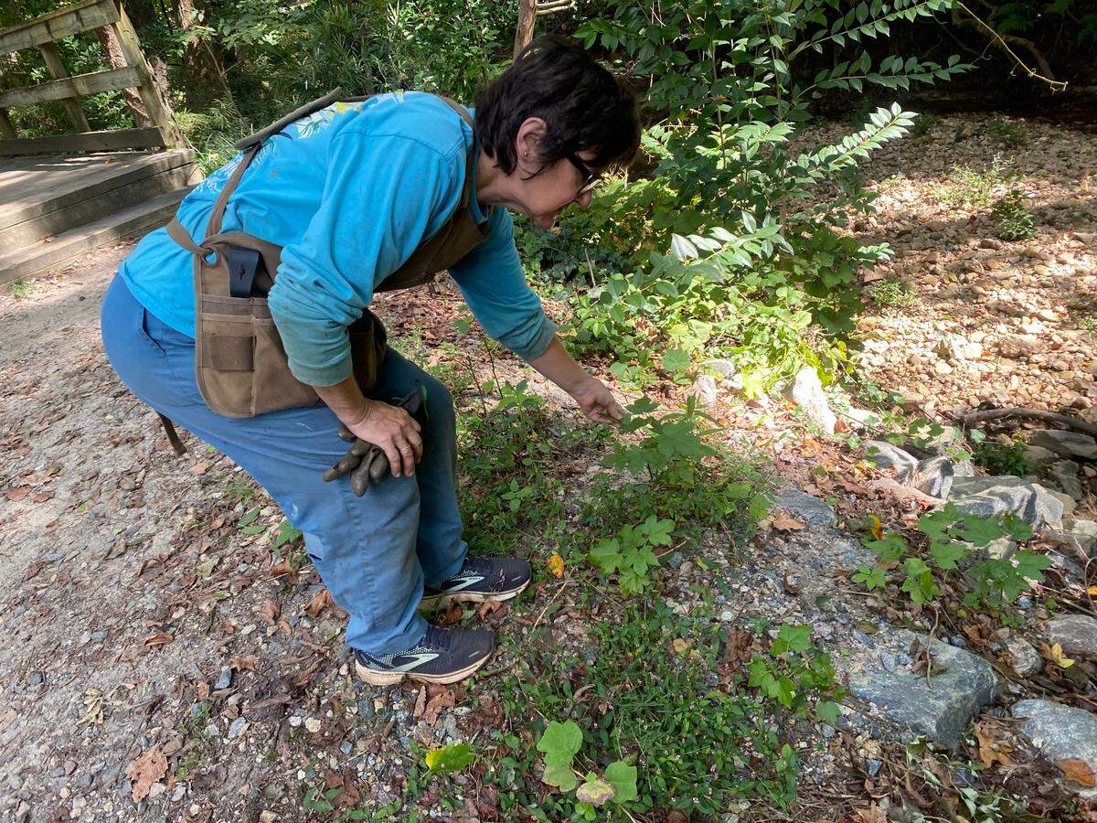 Kate Dixon and a small group of volunteers have removed more than 10,000 pounds of yard waste debris from the greenway in their Raleigh neighborhood.