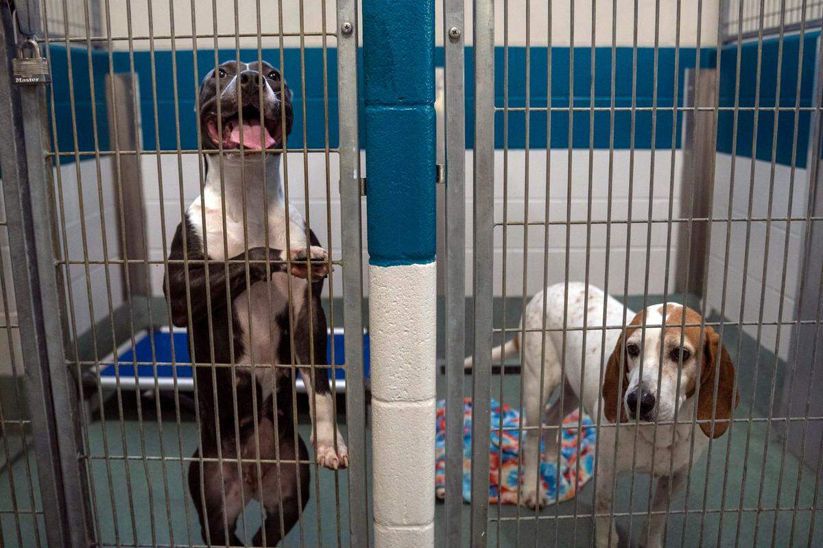 Dogs available for adoption wait in their kennels to be walked at the Wake County Animal Center in Raleigh, N.C. on Wednesday, June 22, 2022. As a government-run open intake animal shelter, Wake County Animal Center is legally obligated to accept every small domestic animal brought to its doorstep. But with space running low, the shelter is asking community members for help.