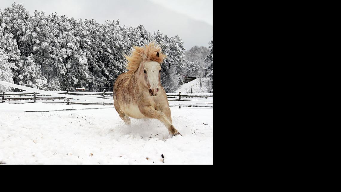 Short Cake, an 8-year-old pony, runs in the snow in Orange County in 2015.