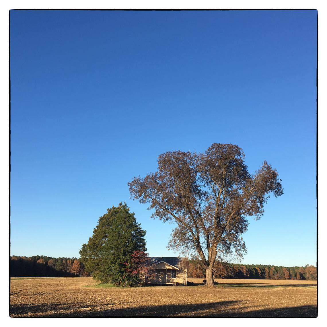 A small frame house sits under trees at the edge of a recently harvested cotton field north of Aulander in Bertie County.