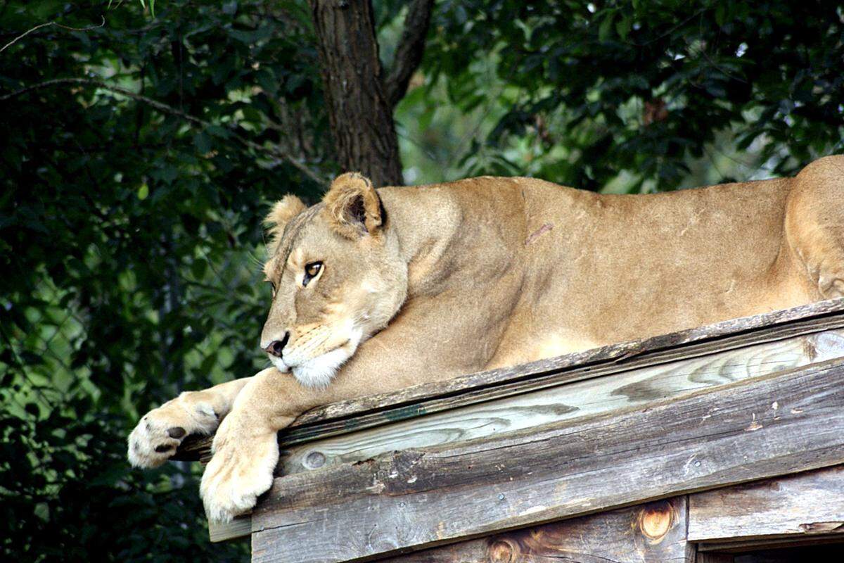 Sheba Lion at Carolina Tiger Rescue.