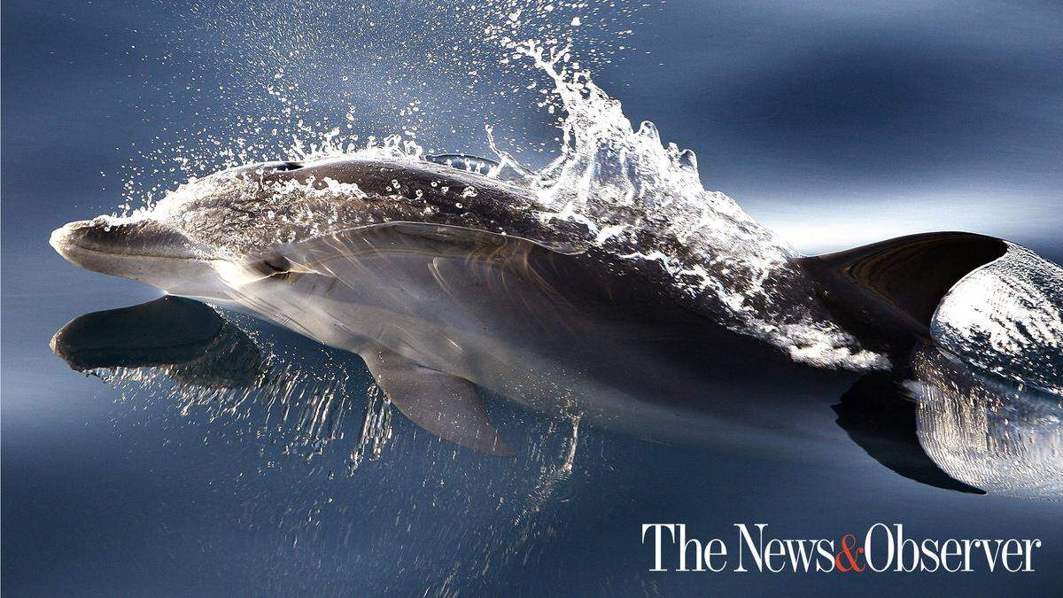 A dolphin races along a commercial fishing boat off the coast of Atlantic Beach, N.C.