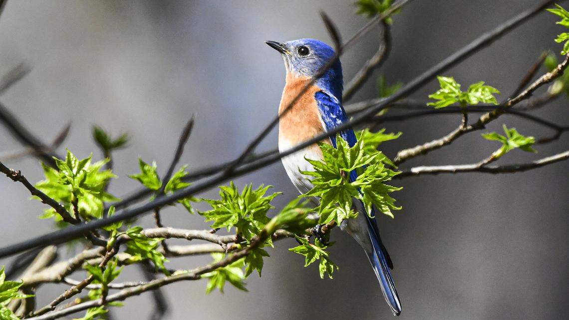 As North American bird counts decline, can we turn this around? A new book offers hope.