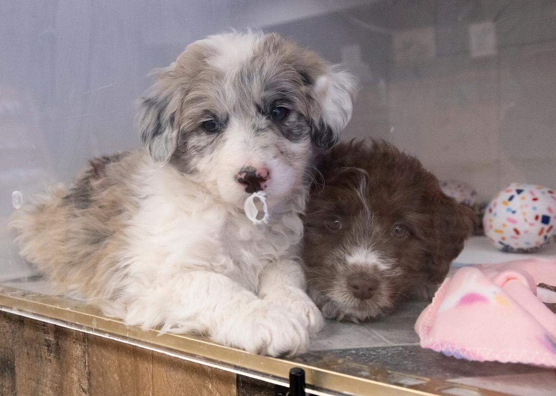 Paisley and Stella, eight-week-old Aussiedoodle puppies, cuddle in an enclosure at Petopia in downtown Raleigh, N.C. on Tuesday, Jan 14, 2025.
