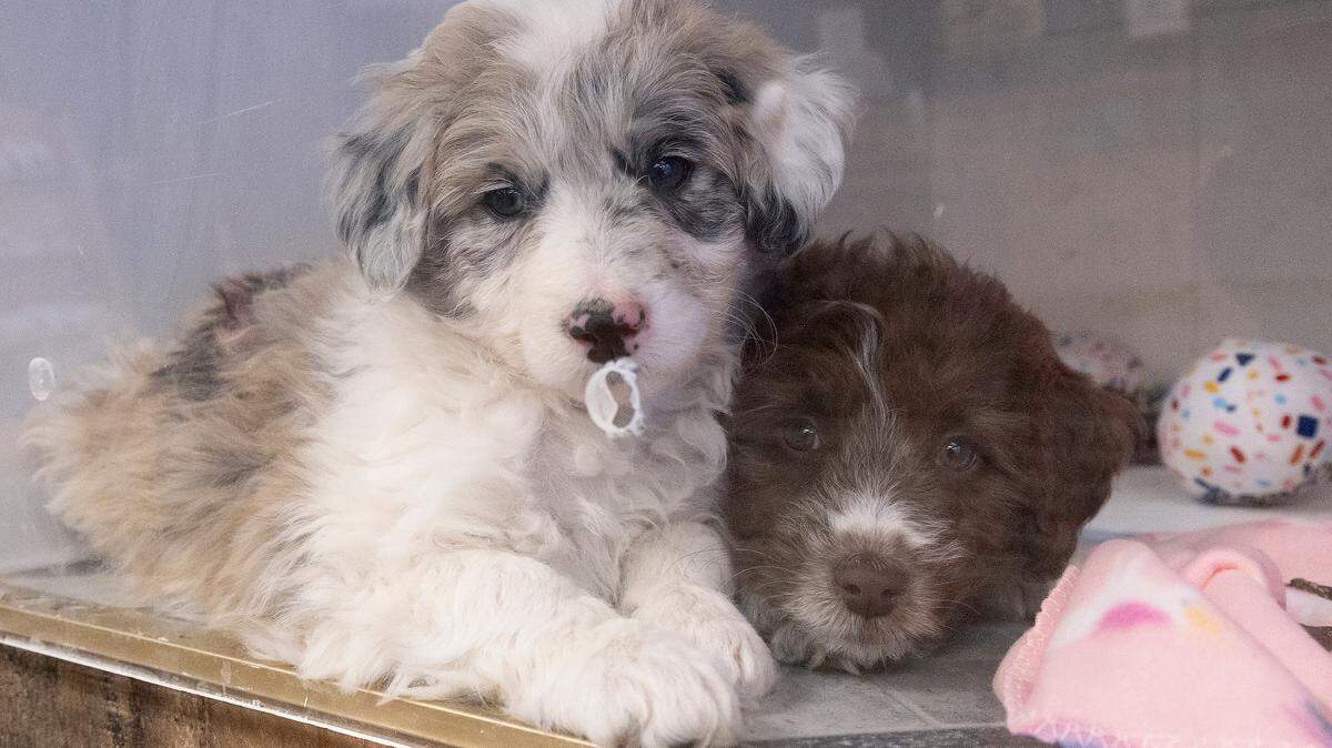 Paisley and Stella, eight-week-old Aussiedoodle puppies, cuddle in an enclosure at Petopia in downtown Raleigh, N.C. on Tuesday, Jan 14, 2025. 