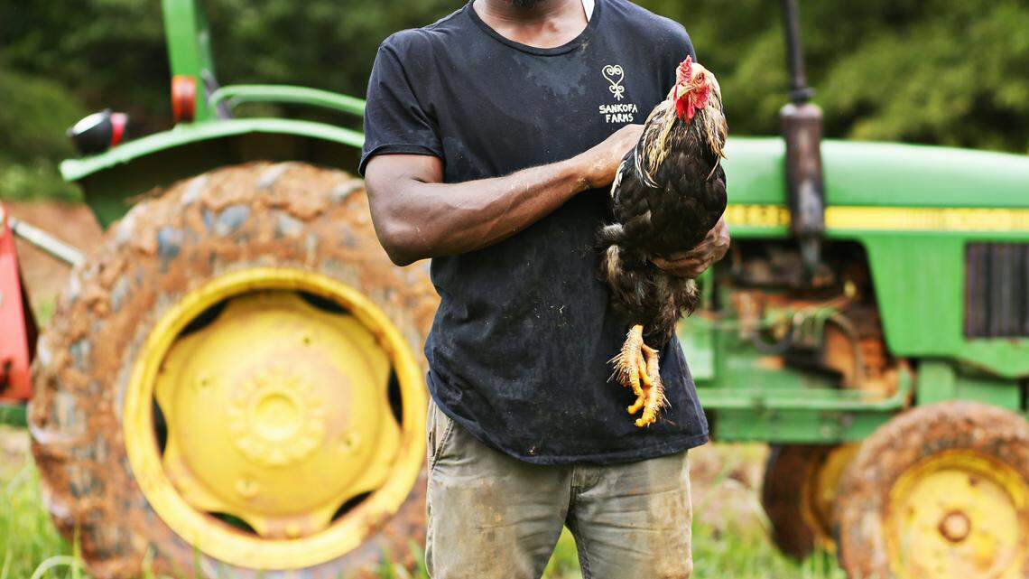 Young African American men raise food, bees and self-confidence at Sankofa Farms