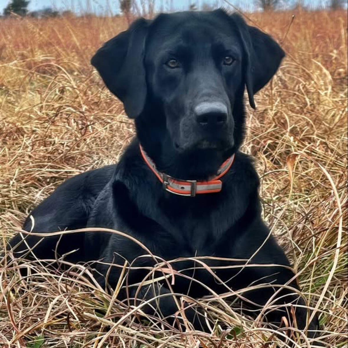 Strike, the Labrador retriever attacked by an alligator last year, is the first-ever canine grand marshal in the town’s parade for Independence Day.