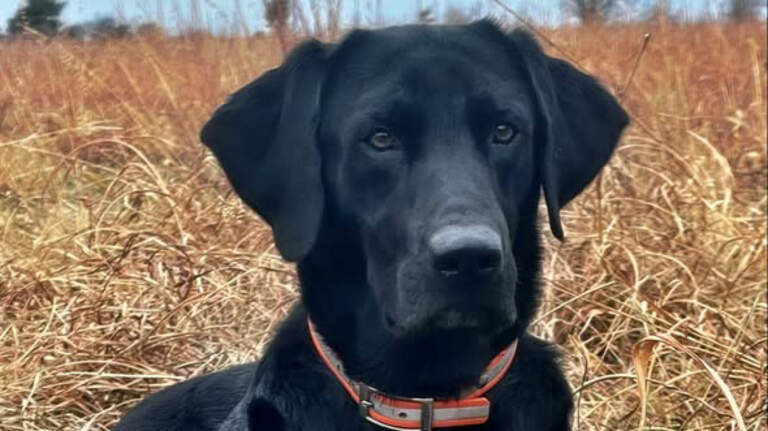 Fourth of July parade led by a four-legged hero who escaped an alligator’s mouth