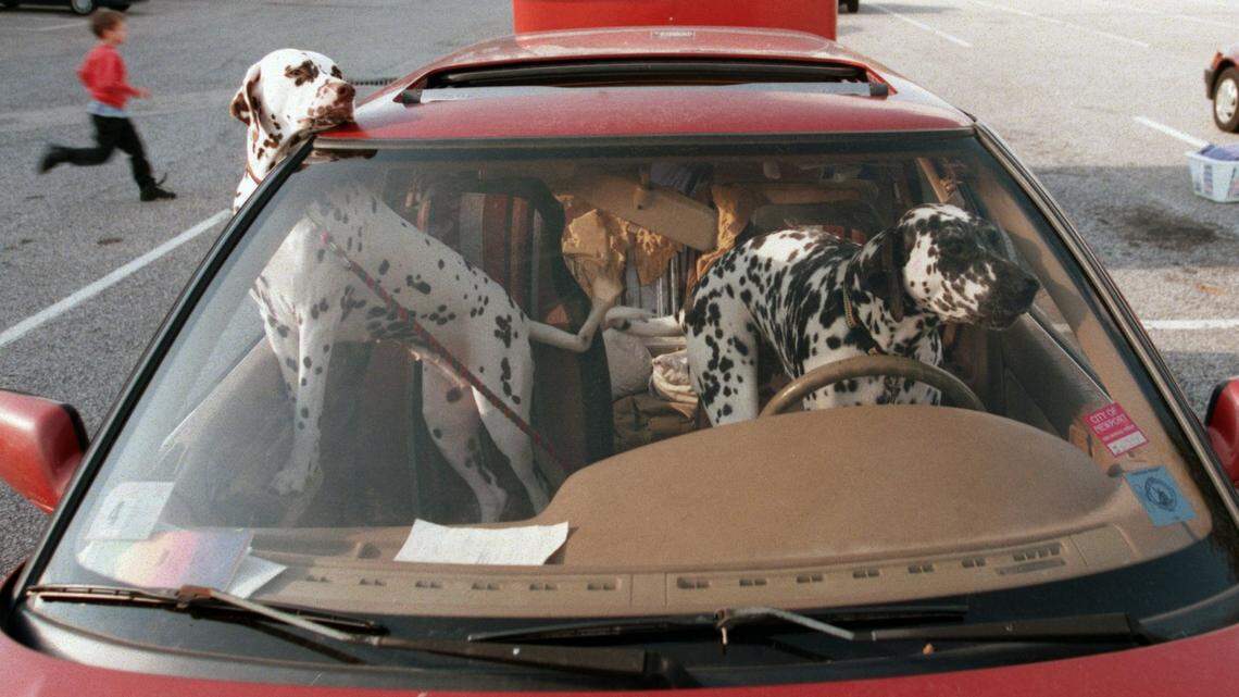 Driving with a pet on your lap would be illegal in North Carolina under a bill making its way through the House.