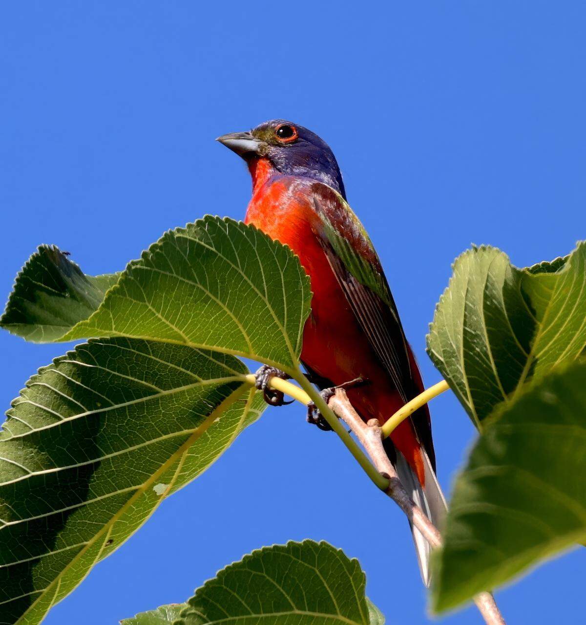 A painted bunting photographed by Lori White near the sunflower field in Dix Park Thursday, July 24, 2025.