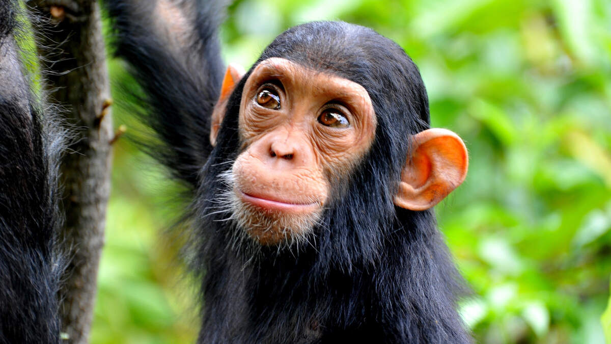A primate, what some are describing as an ape, ihas gotten loose in Colleton county. The Colleton County Sheriff’s Office warned the public against approaching the animal
