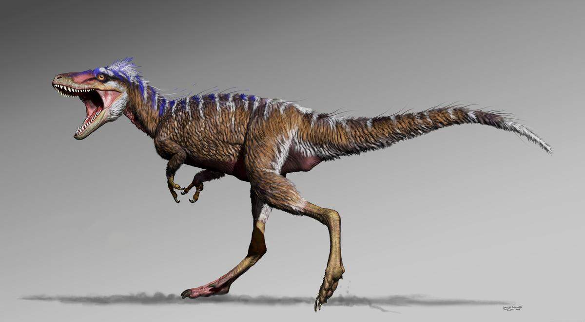 Moros intrepidus