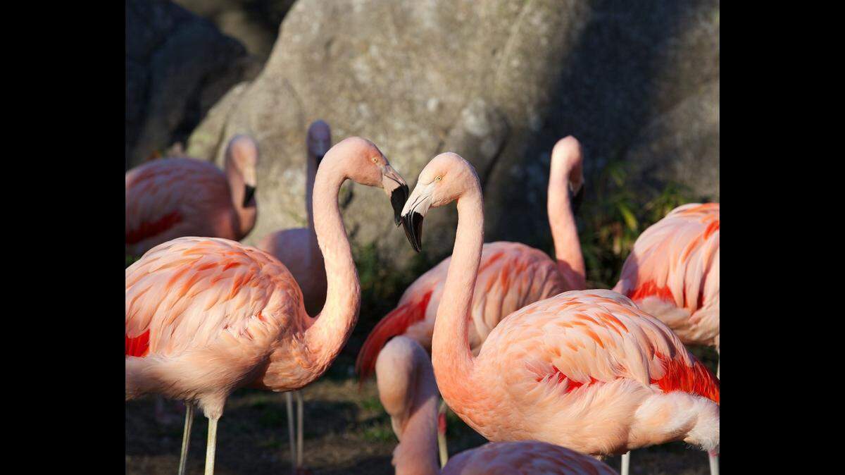 The flamingos are heading to South Carolina in preparation for a demolition project, wildlife officials said.