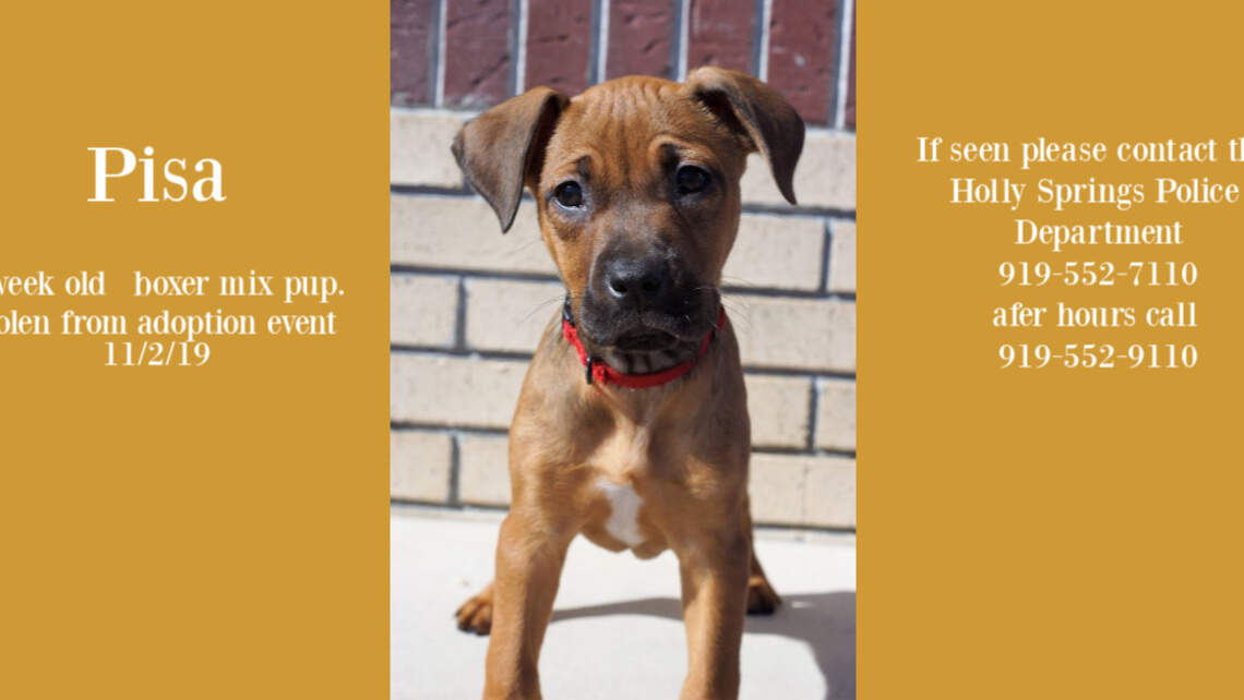 Have you seen Pisa? Rescue group seeks help finding dog stolen from NC adoption event.