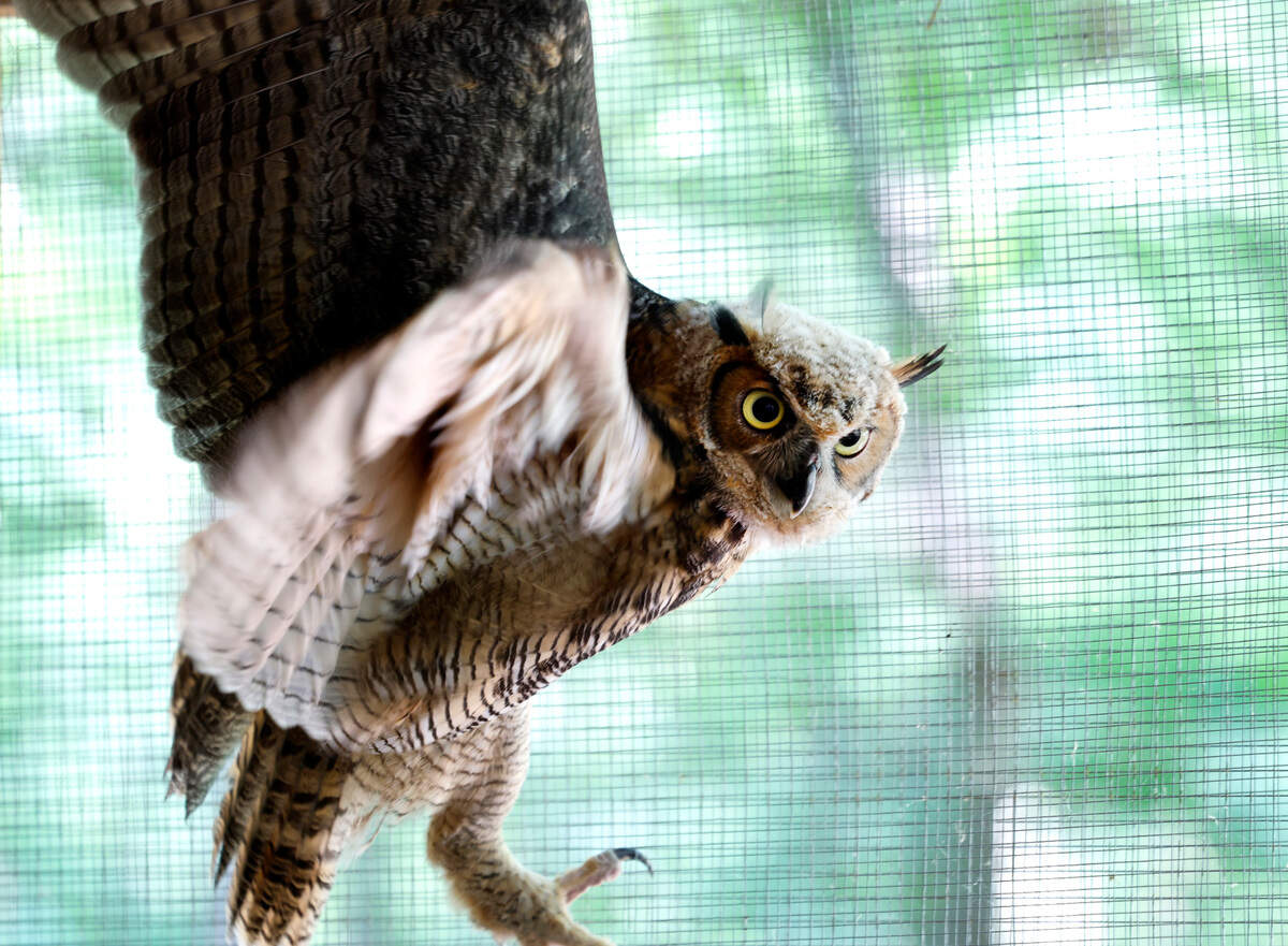 A baby great horned owl flies in its enclosure at Holly’s Nest Animal Rescue in Sanford, N.C., Friday, July 5, 2024.