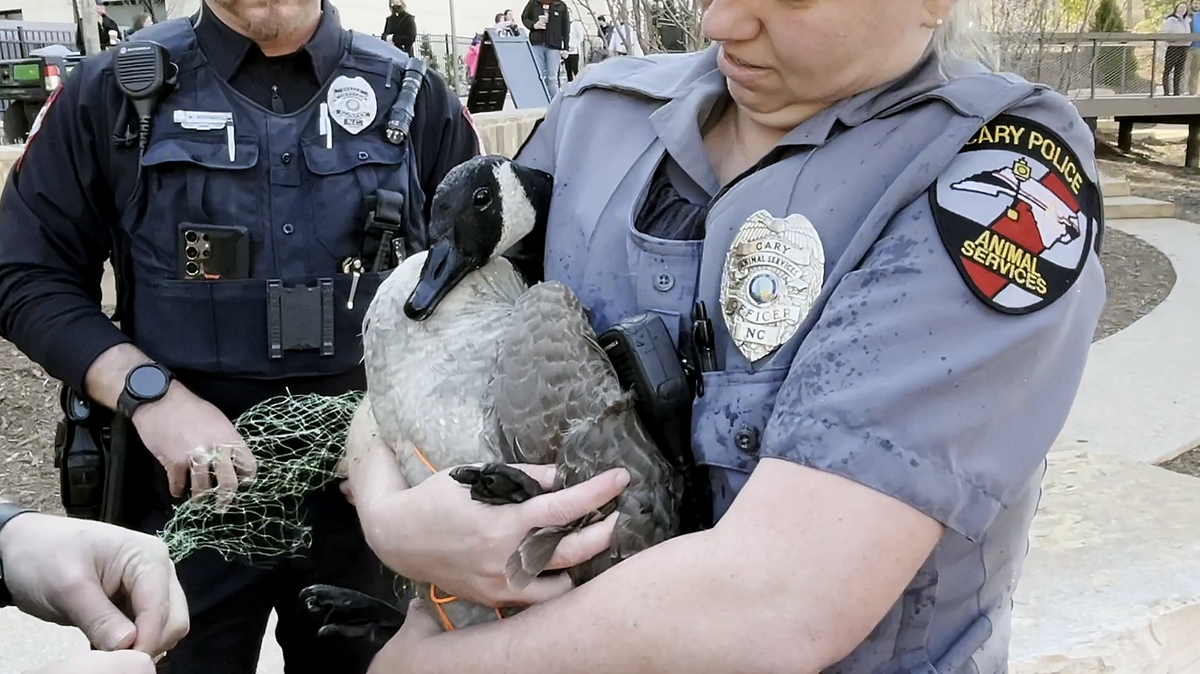 Cary Police Officer Anita Koziarski captured Gregg da Goose from the pond at Downtown Cary Park on Monday, Feb. 19, 2024 to help free a net caught on its beak.