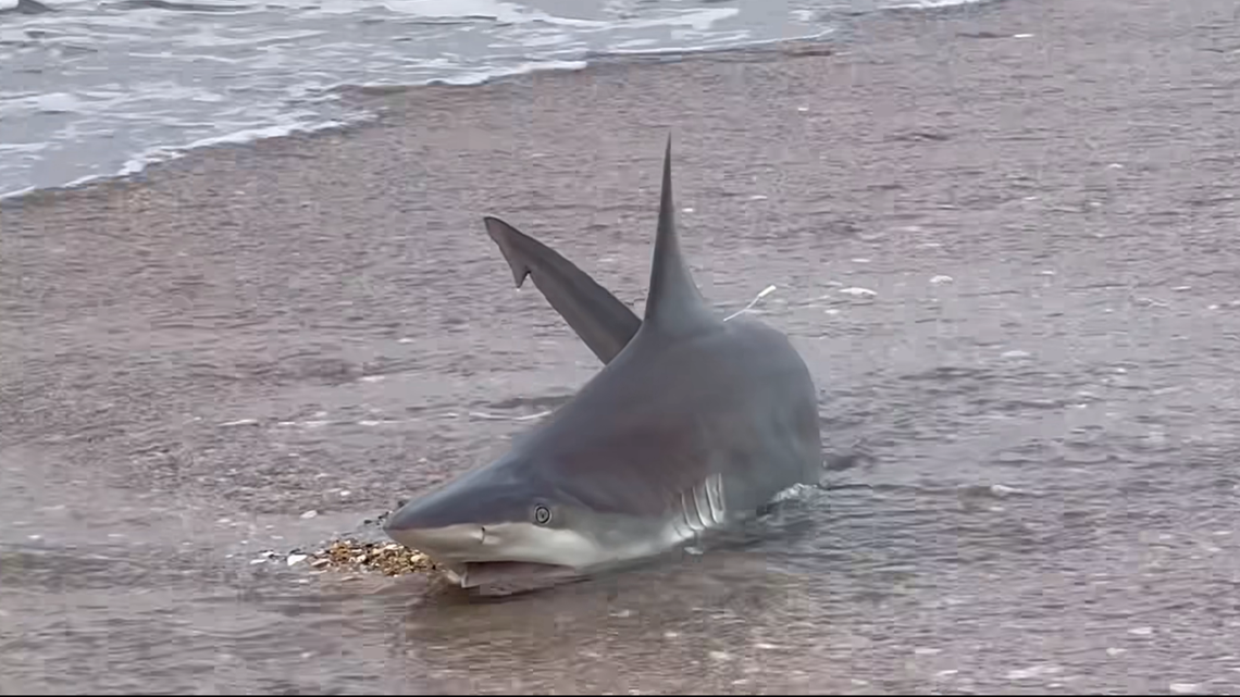 A live 6-foot shark found its way onto dry land in front of stunned Outer Banks visitors on Sunday, April 16.