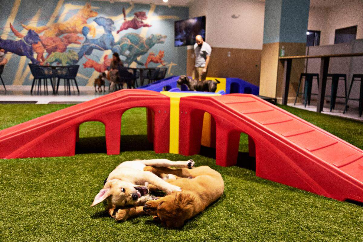 Puppies Tater, left, and Bogey play as their humans have a drink at West Street Dog in Raleigh on Wednesday afternoon, Aug. 25, 2021. West Street Dog is the first off-leash dog bar in Raleigh, serving beers for humans and an indoor dog park for the dogs.