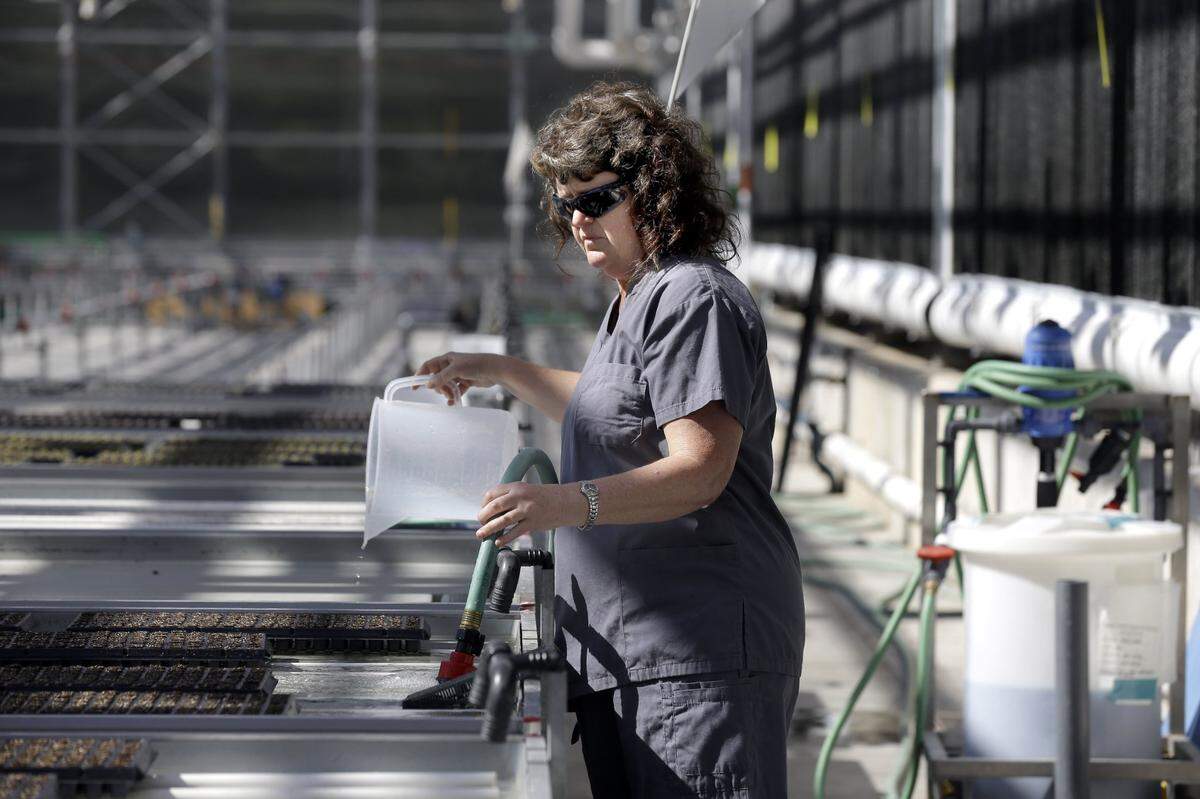 In this Aug. 14, 2014, photo, biotech greenhouse specialist Maggie Cole waters tobacco seedlings at Medicago in Research Triangle Park.