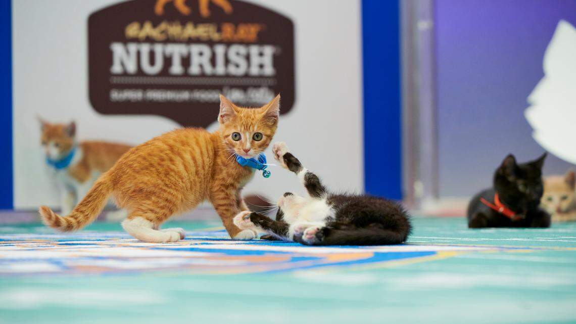 Kitten Bowl is presented in association with North Shore Animal League America (the nation’s largest no-kill shelter and animal adoption organization) and Last Hope Animal Rescue and Rehabilitation. Hosted by Beth Stern, Kitten Bowl airs on the Hallmark Channel.