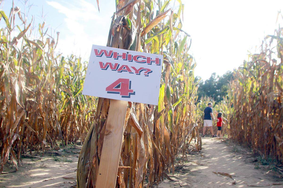 The Phillips Corn Maze in Cary offers family friendly fun with a side of spooky selections. 