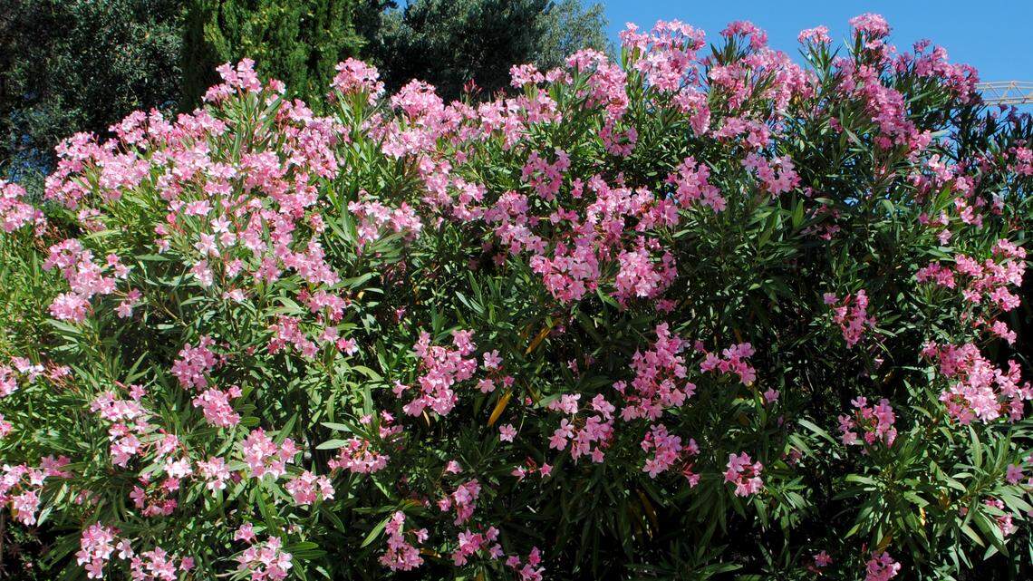 Oleander is cultivated as an ornamental, but has escaped into the environment along the coast.