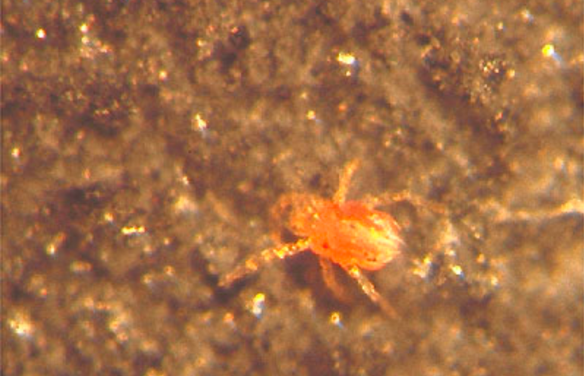 Researchers at Wake Forest University say chiggers, small red bugs that inhabit rocks and other outdoor areas, may also cause allergies to meat, similar to the alpha-gal allergy spread by some ticks.