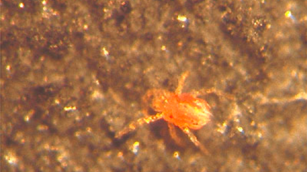 Researchers at Wake Forest University say chiggers, small red bugs that inhabit rocks and other outdoor areas, may also cause allergies to meat, similar to the alpha-gal allergy spread by some ticks.