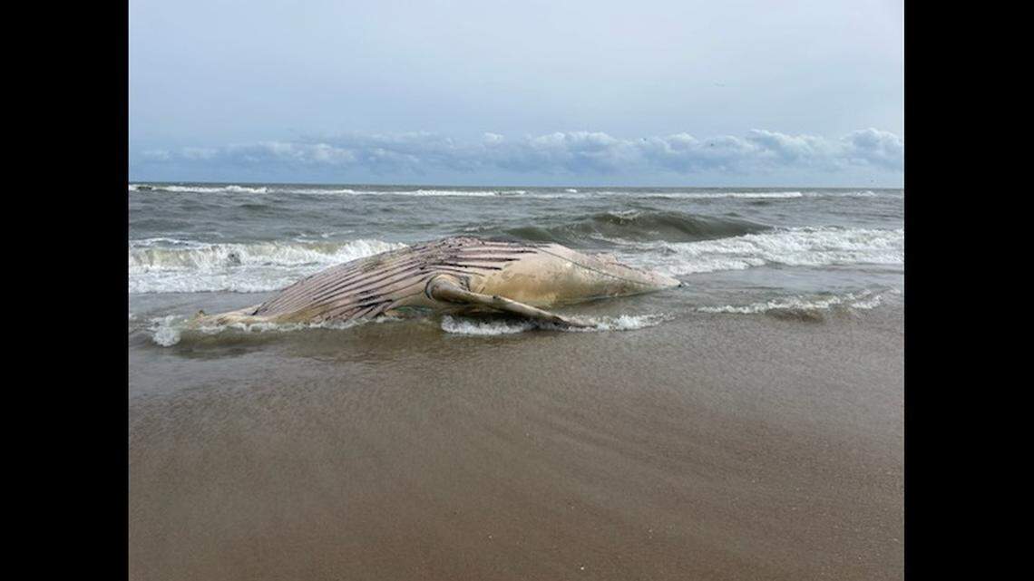 A 30-foot humpback whale has washed ashore along Cape Hatteras National Seashore in North Carolina, according to the National Park Service.