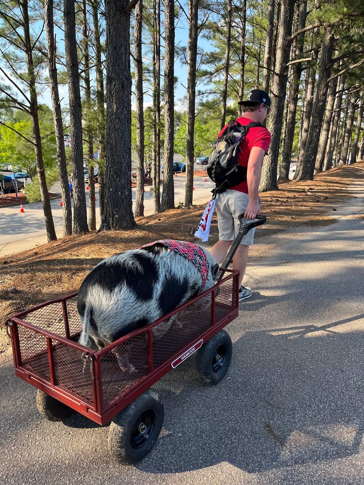 Hamilton the Pig cruises around the parking lot outside PNC Arena before Game 7 of the Carolina Hurricanes matchup against the New York Rangers in the second round of the Stanley Cup Playoffs on Monday, May 30, 2022.