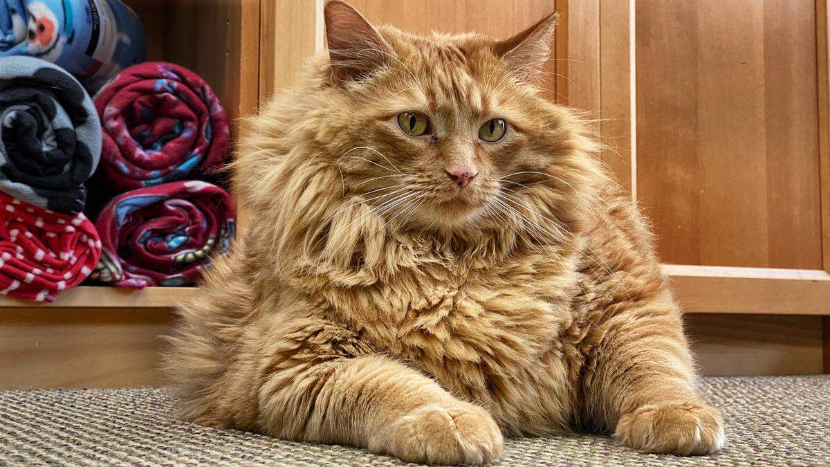 Bazooka the cat is 35 pounds of orange love. He came to the SPCA of Wake County after his owner passed away and already has a new owner lined up.