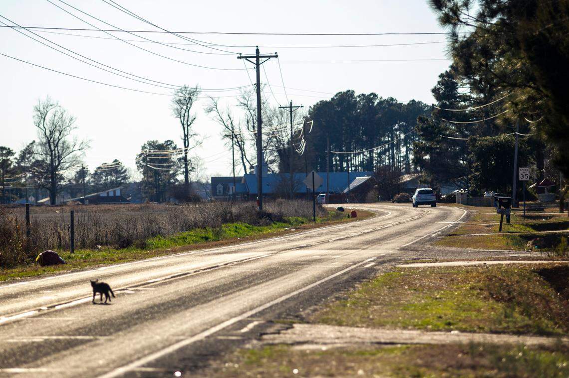 A cat crosses a rural Red Springs road near soybean field where the body of 11-year-old Sabrina Buie was found raped and murdered in 1983. After almost 31 years in prison, half brothers Henry McCollum and Leon Brown were exonerated largely because of DNA evidence.