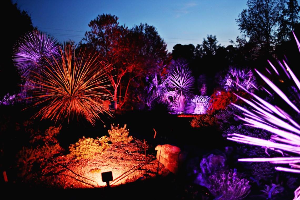 JC Raulston Arboretum’s Moonlight in the Garden takes place Nov. 8-10th and Nov. 15-17th.