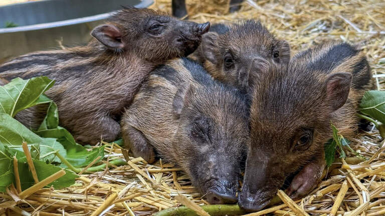 NC Zoo has 6 critically endangered piglets. Now you can help name them.