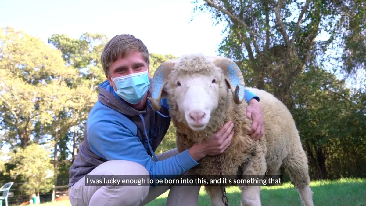UNC-Chapel Hill announced a new Rameses has “ascended the throne.” Meet Otis, the 9-month-old Horned Dorset ram who didn’t actually like people much to start.