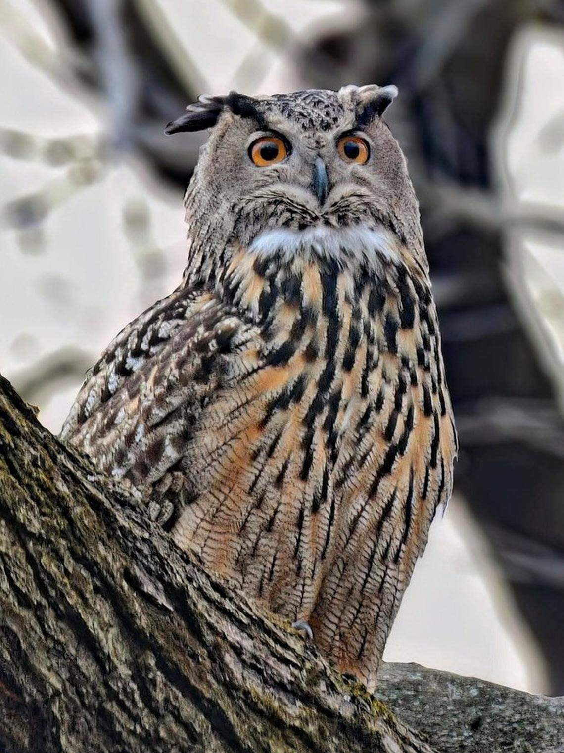 Flaco the Eurasian Eagle-Owl, hatched in North Carolina 13 years ago, shown in Central Park’s North End in March, resting in the Loch near Huddlestone Arch. The owl escaped its enclosure in the Central Park Zoo in February and has taken to spying on New Yorkers.