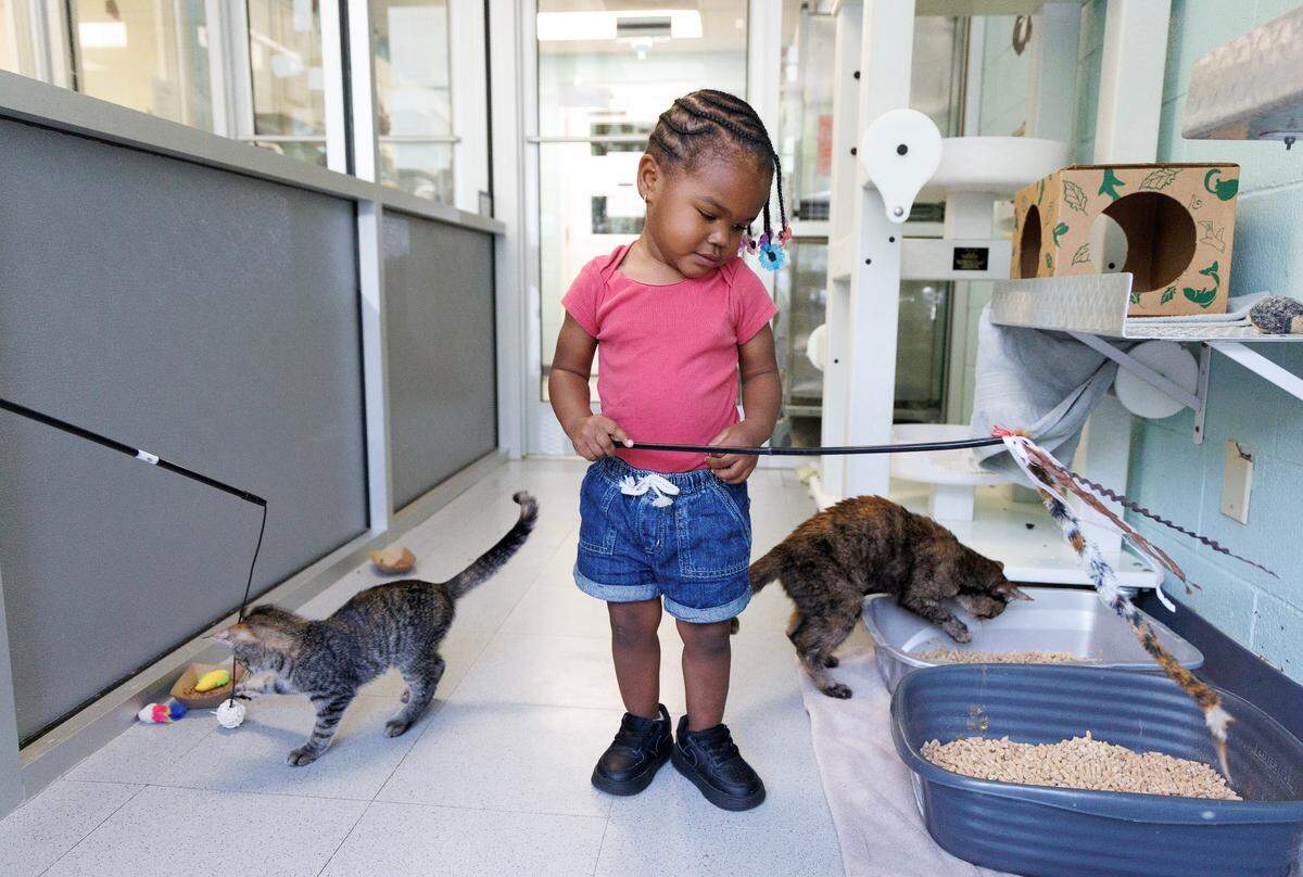 Ka’mora, 2, plays with cats while visiting the Animal Protection Society of Durham with her mother Jasmine Thorpe on Tuesday, July 1, 2025.