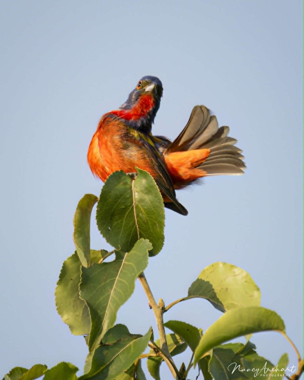 The painted bunting draws a crowd of avid birders on its annual swing through Dix Park in Raleigh.