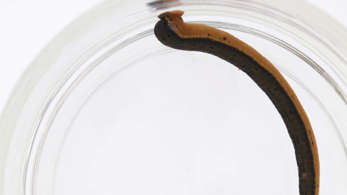 An international team of museum scientists led by Anna Phillips, the Smithsonian’s curator of parasitic worms, describes Macrobdella mimicus, the first new species of medicinal leech discovered in over 40 years, in the Aug. 15 issue of the Journal of Parasitology.