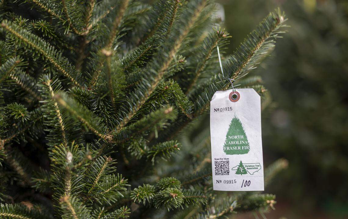 A fresh cut North Carolina Fraser Fir tree for sale at the North Carolina State Farmers Market on Thursday, December 4, 2025 in Raleigh, N.C.