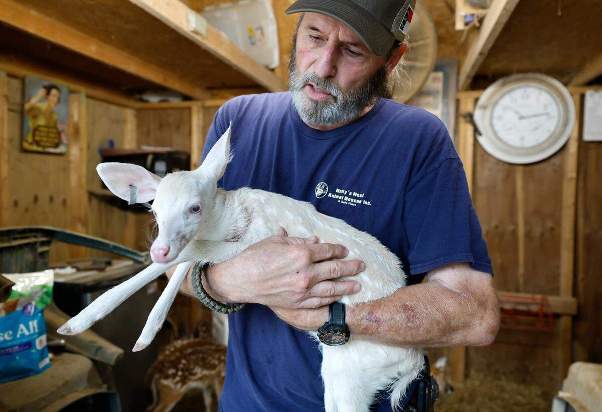 Byron Wortham holds an albino fawn that is being rehabilitated at Holly’s Nest Animal Rescue in Sanford, N.C., Friday, July 5, 2024.