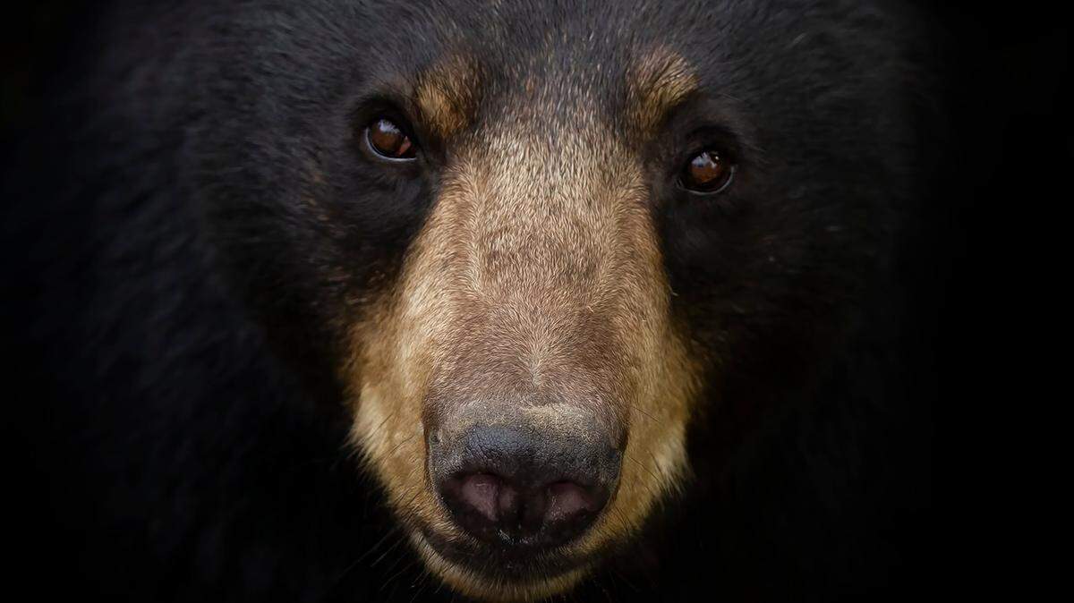 A Western North Carolina camp site is continuing to ban tents due to bears, officials said.