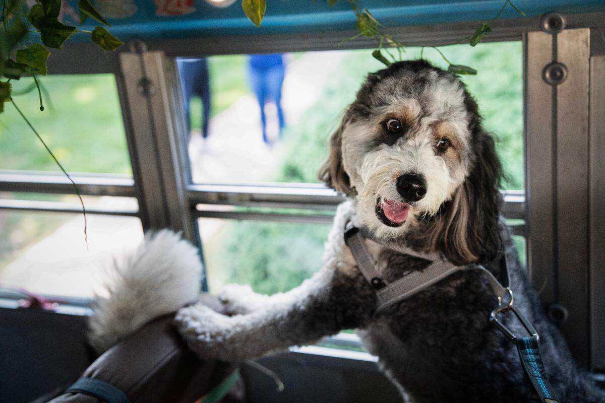 A dog surveys the social scene inside the Pup Park Shuttle on Wednesday, June 4, 2025 in Raleigh, N.C.