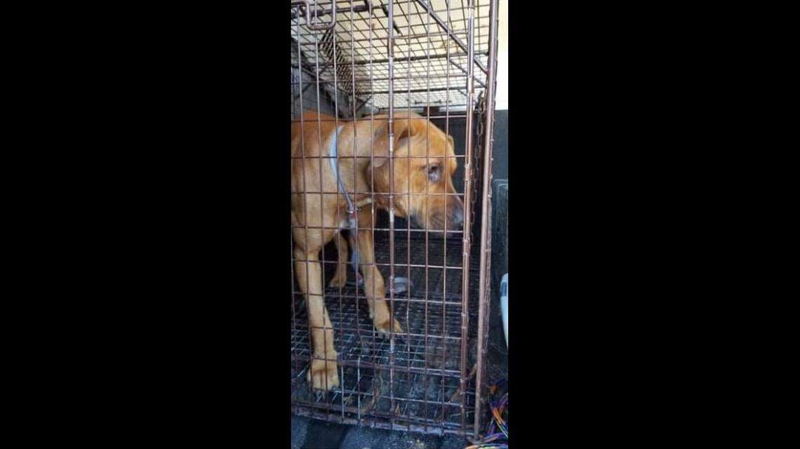 Dogs found in a North Carolina backyard were taken to an animal shelter, police say.