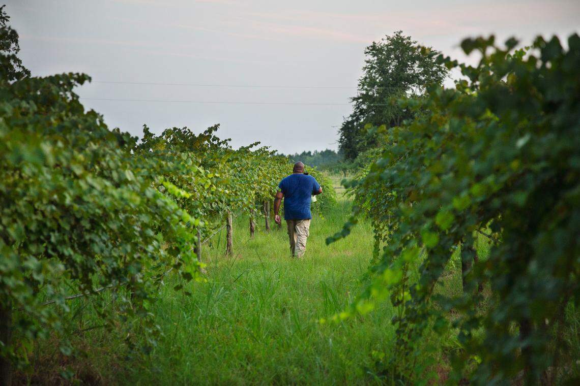 Davon Goodwin has found a new purpose in the low sandy fields of Eastern North Carolina. Here, Goodwin has emerged as an agricultural leader, working on issues of sustainable farming and food justice. Day to day, Goodwin is a farmer, taking care of grapes and pigs, which in turn take care of him. Goodwin suffers from PTSD and a traumatic brain injury after getting injured in Afghanistan in an IED explosion.