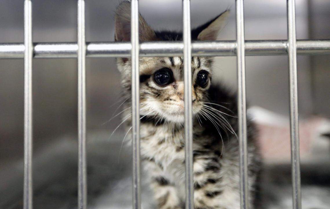 A kitten waits to be evacuated from the Cumberland County Animal Control shelter in Fayetteville, N.C. Monday morning Sept. 17, 2018. Because of a risk of flooding, the animals were moved to the Crown Coliseum in Fayetteville.